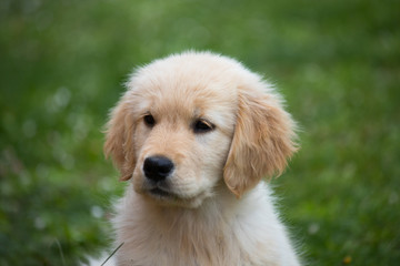 Puppy dog of the Golden Retriever breed. A two month old Golden Retriever dog