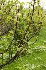 Fototapeta premium Bush gooseberry with green leaves