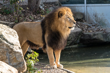 The lion, Panthera leo is one of the four big cats in the genus Panthera