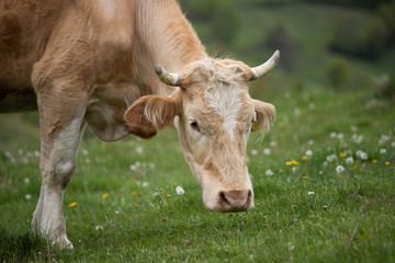 Herd of alpine cows grazing on the green pasture.