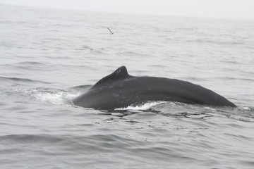 whale