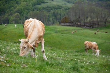 Herd of alpine cows grazing on the green pasture.