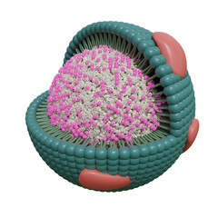 Cholesterol lipoprotein on white background. 3d illustration