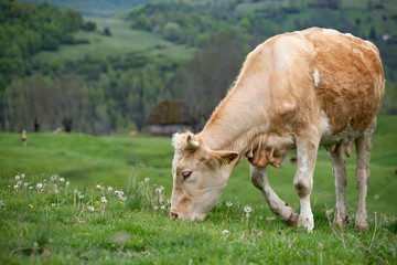Herd of alpine cows grazing on the green pasture.