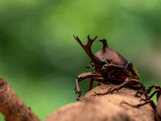 カブトムシ　オス　甲虫