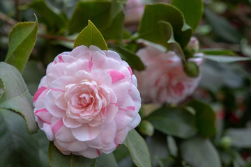 Flowerhead in a botanical garden
