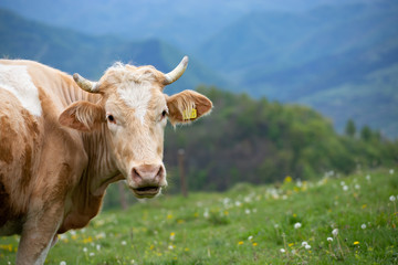 Fototapeta na wymiar Cow close-up portrait.