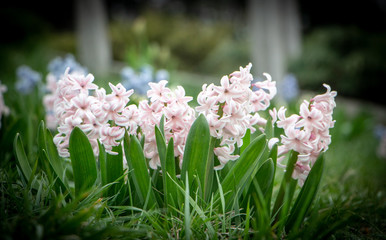 Obraz premium Pink Hyacinth Hyacinthus orientalis in the spring garden
