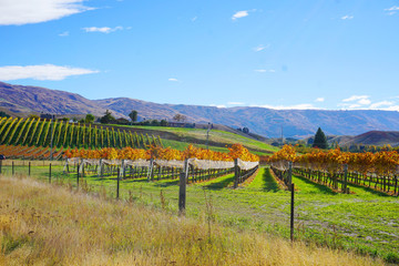 Fototapeta na wymiar Beautiful neatly lines of vineyard grape trees in autumn time with yellow orange red leaves blue sunny sky symmetric rows in fruit orchard Otago Cromwell New Zealand