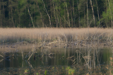Dzikość natury © Tomek Kiecana