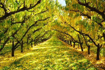 Beautiful gorgeous symmetric row of cherry trees in autumn golden leaves sunlight and fallen red orange leaves on ground fruit orchard in autumn season in Cromwell New Zealand fall color  