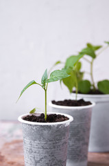 Pepper seedlings in white plastic cups on the table
