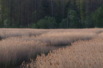 Morze trzcin © Tomek Kiecana