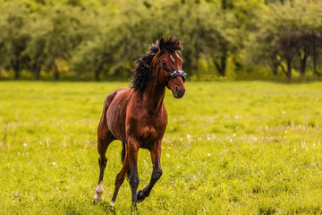 Horse walking in field