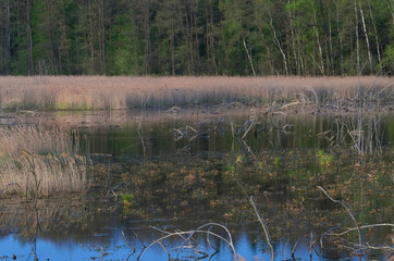 Brzeg dzikiego jezioro © Tomek Kiecana