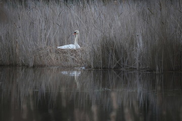 Gniazdo © Tomek Kiecana