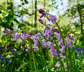 Netherlands; close-up of wild pink Hyacinth