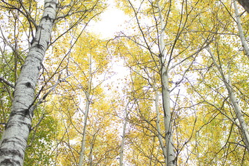 tree in autumn