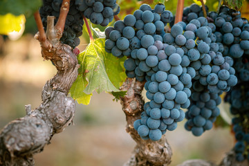 Cabernet Franc wine grapes on the vine ready for harvest