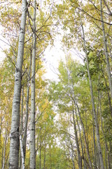 trees in the forest