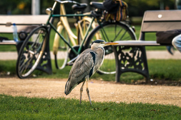 Grey heron standing in a city park