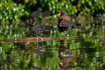 Moorhen and Chick standing on a log floating in water