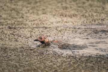 Wild turkey drowning in a sludge of human waste at a water treatment plant