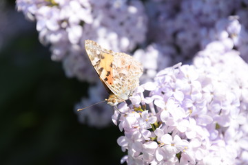Butterfly Vanessa cardui on lilac flowers. Pollination blooming lilacs.