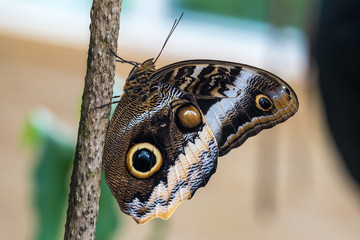 Owl butterfly ,caligo eurilochus. beautiful brown butterfly