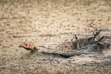 Wild turkey drowning in a sludge of human waste at a water treatment plant
