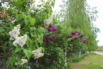Fototapeta na wymiar White and purple lilac. Large bushes grow on the street along the fence. Inflorescences are collected in large, beautiful bunches. Leaves are rich green. Sunlight. It's spring.