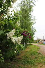 White and purple lilac. Large bushes grow on the street along the fence. Inflorescences are collected in large, beautiful bunches. Leaves are rich green. Sunlight. It's spring.