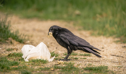 Raven scavenges human trash for food
