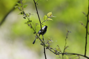 野鳥　シジュウカラ