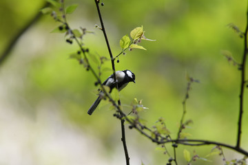 野鳥　シジュウカラ