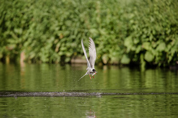 Common tern flying and hunting for fish