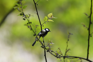 野鳥　シジュウカラ