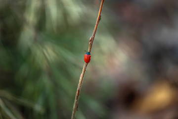 Fototapeta premium beetle on a leaf
