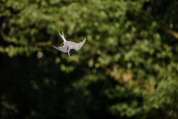 Common tern flying and hunting for fish