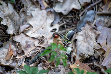 beetle on a leaf