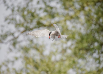 Common tern flying and hunting for fish