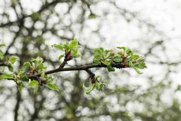 Apple tree bud, selective focus. Apple tree preparing to bloom