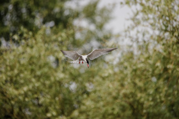 Common tern flying and hunting for fish