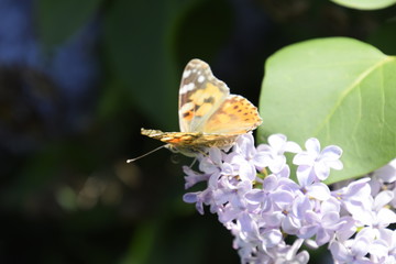 Fototapeta na wymiar Butterfly Vanessa cardui on lilac flowers. Pollination blooming lilacs.