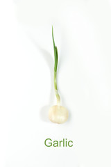 Garlic with a single green sprout shooting on white background