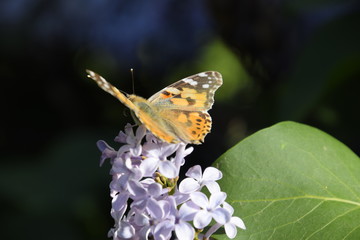Butterfly Vanessa cardui on lilac flowers. Pollination blooming lilacs.