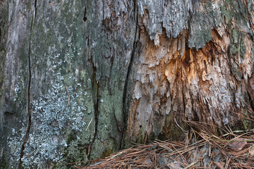 lichen-covered old tree trunk. wooden background