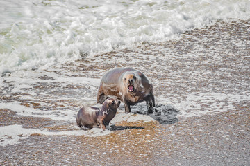 Sea lion mother and her calf learning to swim at Peninsula Valdes, Punta Norte, Patagonia, Argentina