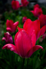 tulipani rosa