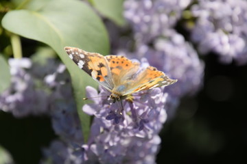 Butterfly Vanessa cardui on lilac flowers. Pollination blooming lilacs.